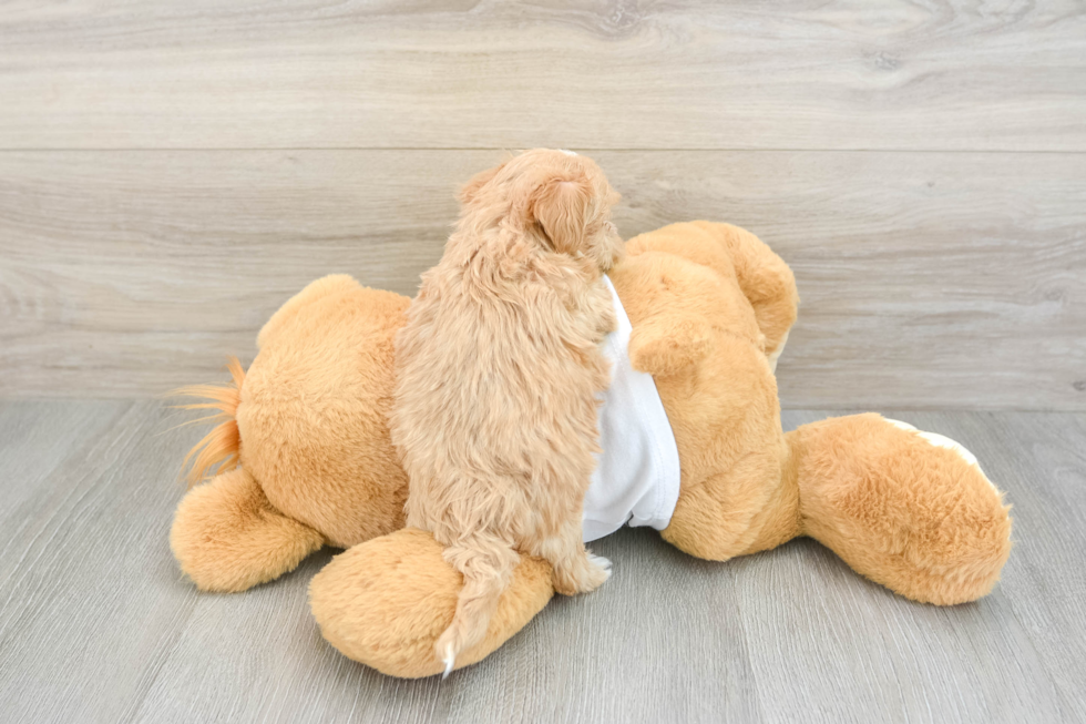 Maltipoo Pup Being Cute