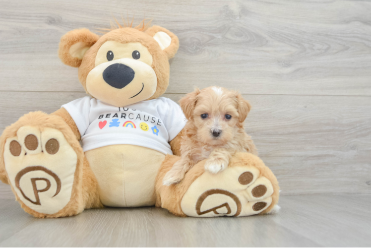 Playful Maltepoo Poodle Mix Puppy