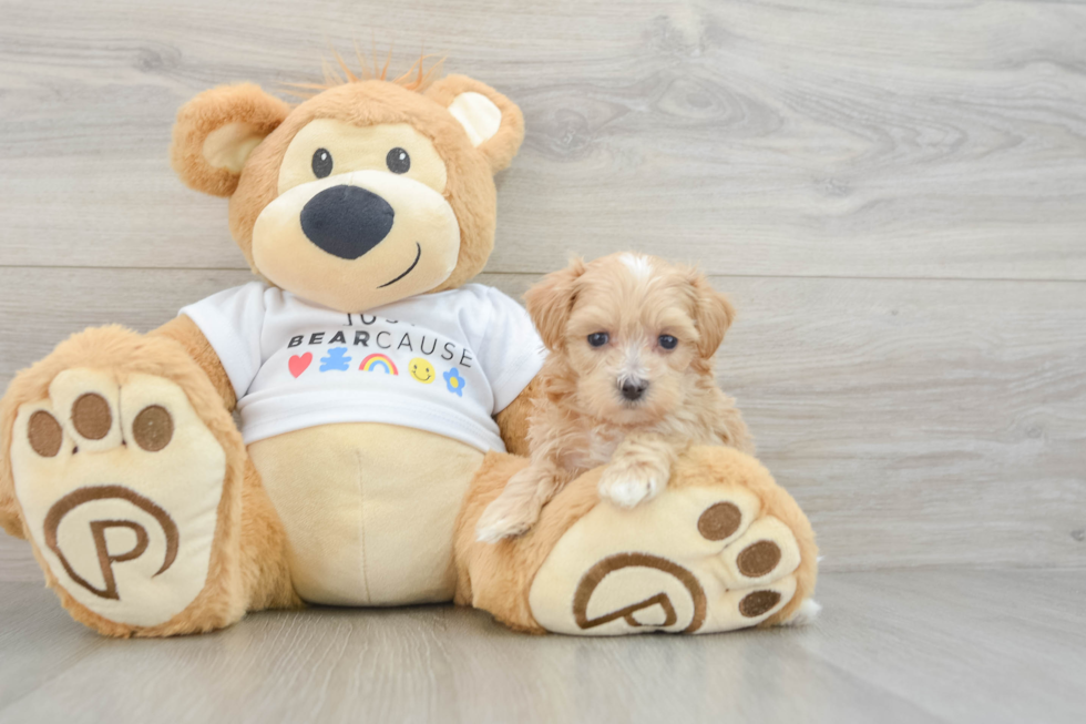 Playful Maltepoo Poodle Mix Puppy