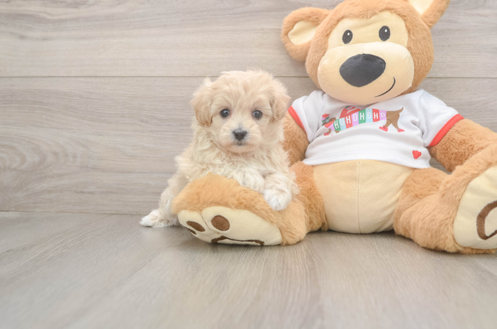 7 week old Maltipoo Puppy For Sale - Premier Pups