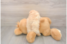 Maltipoo Puppy for Adoption