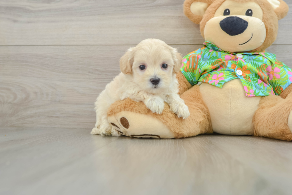 Best Maltipoo Baby
