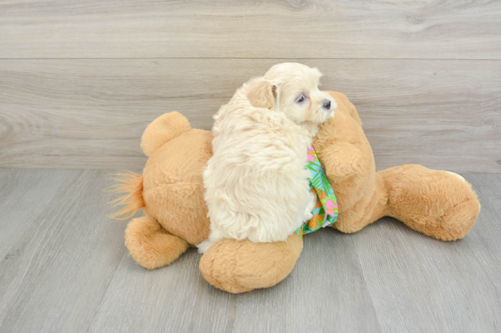 Popular Maltipoo Poodle Mix Pup