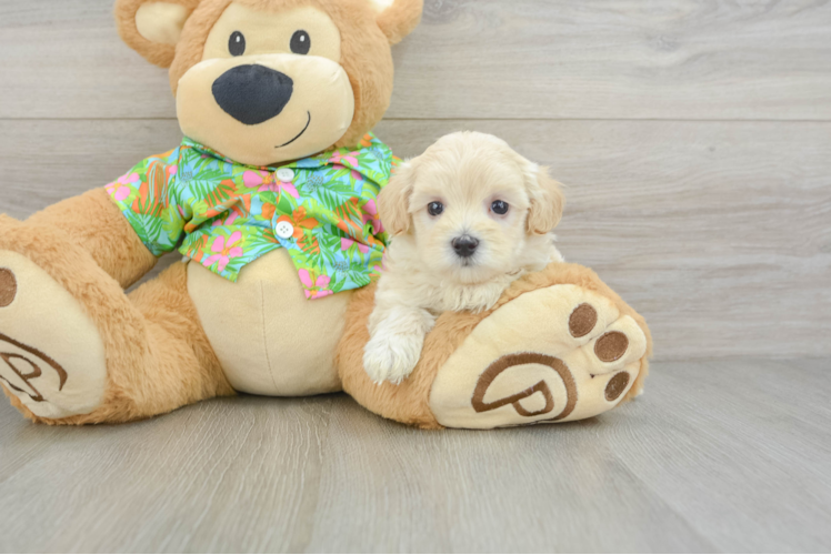 Friendly Maltipoo Baby