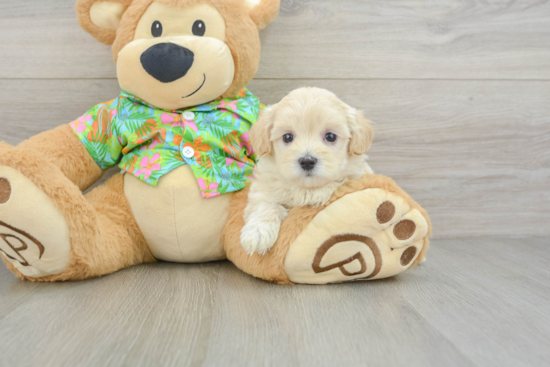 Friendly Maltipoo Baby