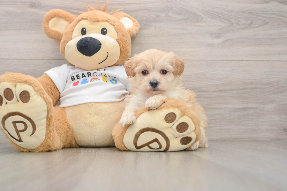 Popular Maltipoo Poodle Mix Pup