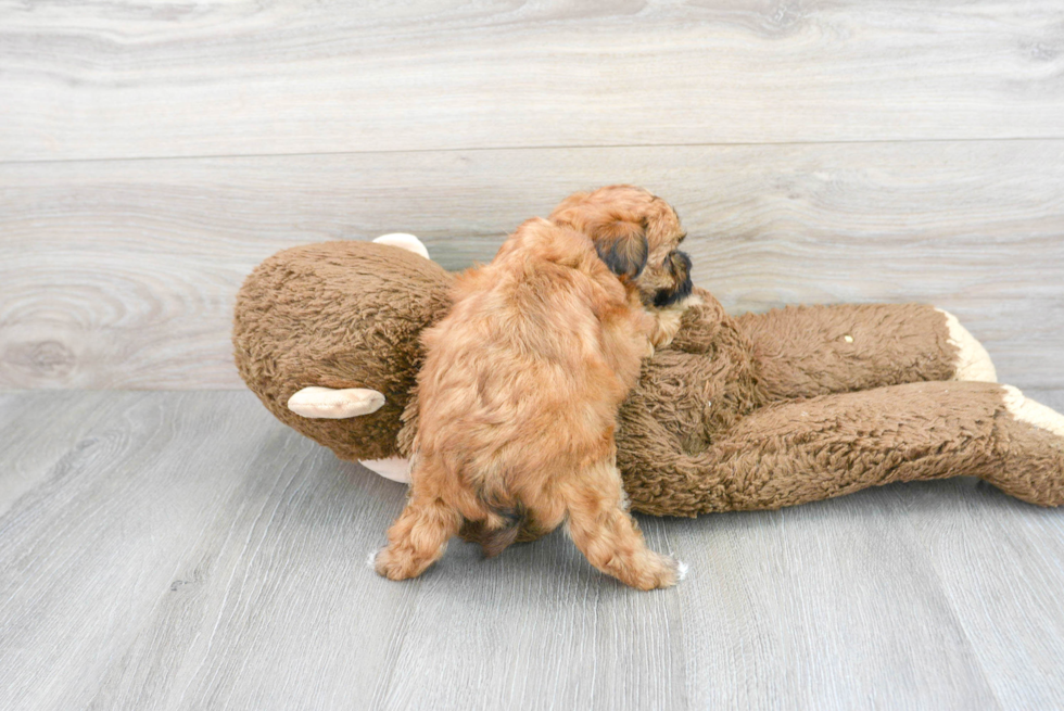 Maltipoo Pup Being Cute