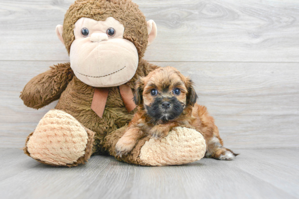 Maltipoo Pup Being Cute