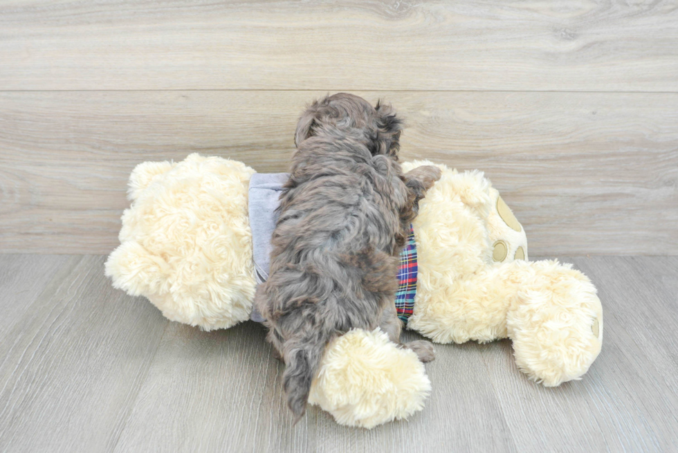 Maltipoo Pup Being Cute