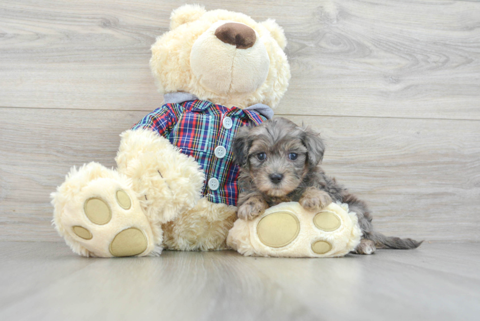 Funny Maltipoo Poodle Mix Pup