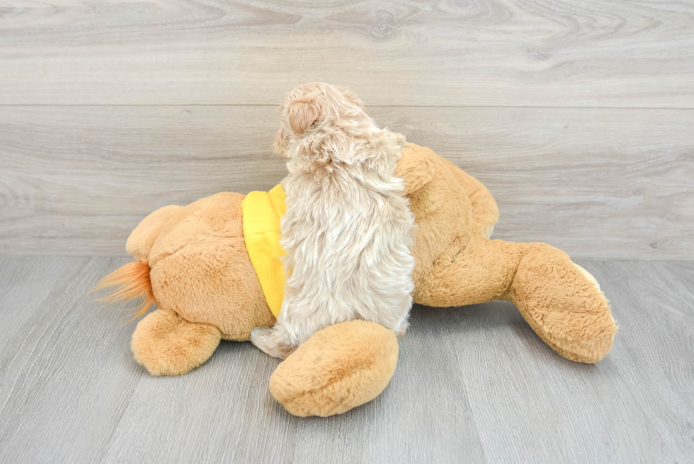 Maltipoo Puppy for Adoption