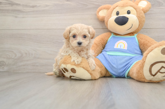 CARMEN, a Maltipoo littermate