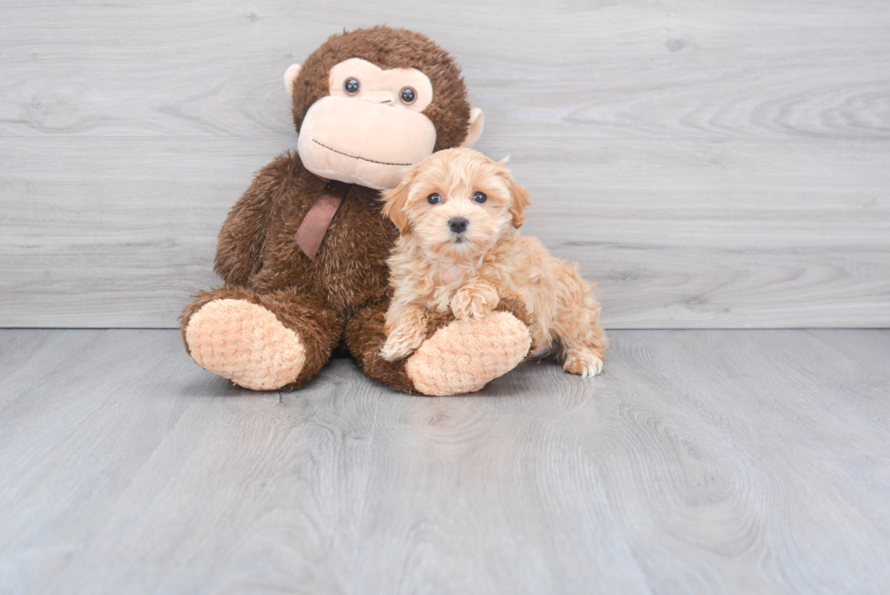 Maltipoo Puppy for Adoption