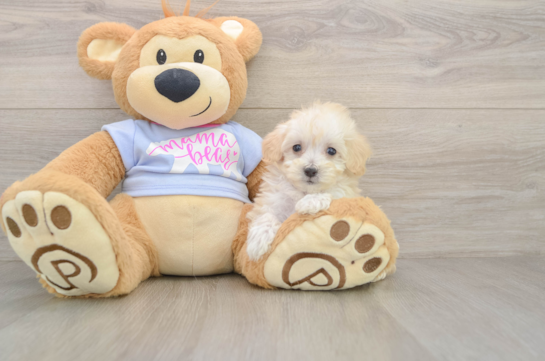 Small Maltipoo Baby