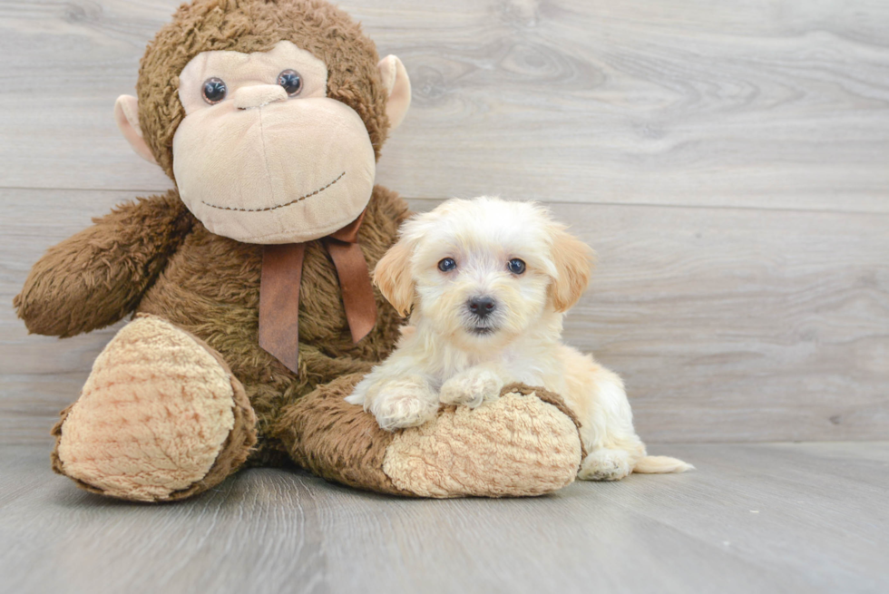 Hypoallergenic Maltepoo Poodle Mix Puppy