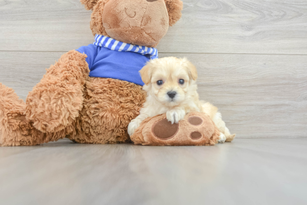Maltipoo Pup Being Cute