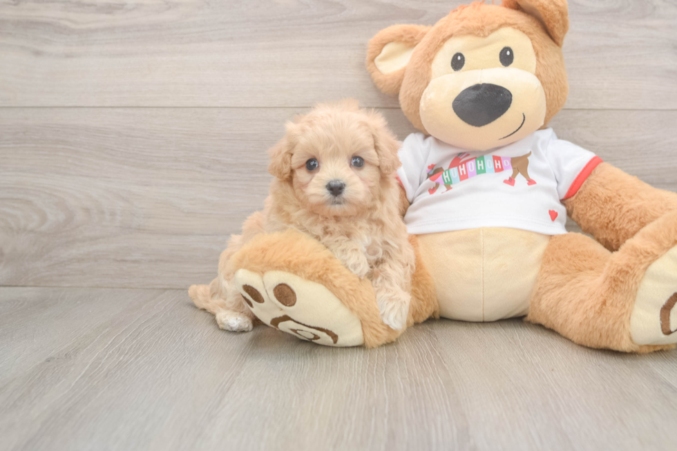 Best Maltipoo Baby