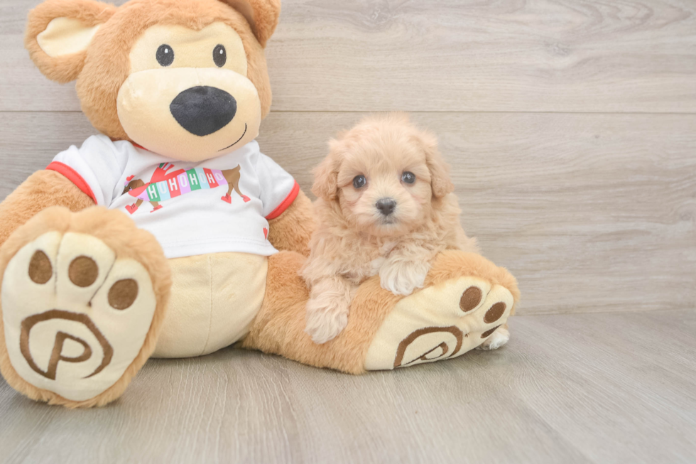 Maltipoo Pup Being Cute