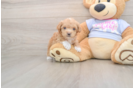 Maltipoo Pup Being Cute