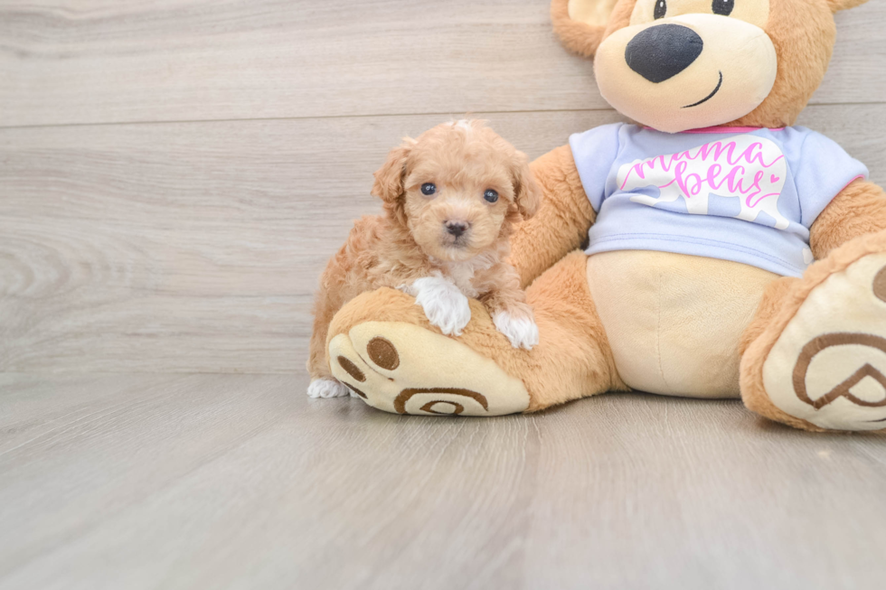 Maltipoo Pup Being Cute