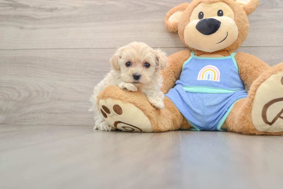 Maltipoo Puppy for Adoption