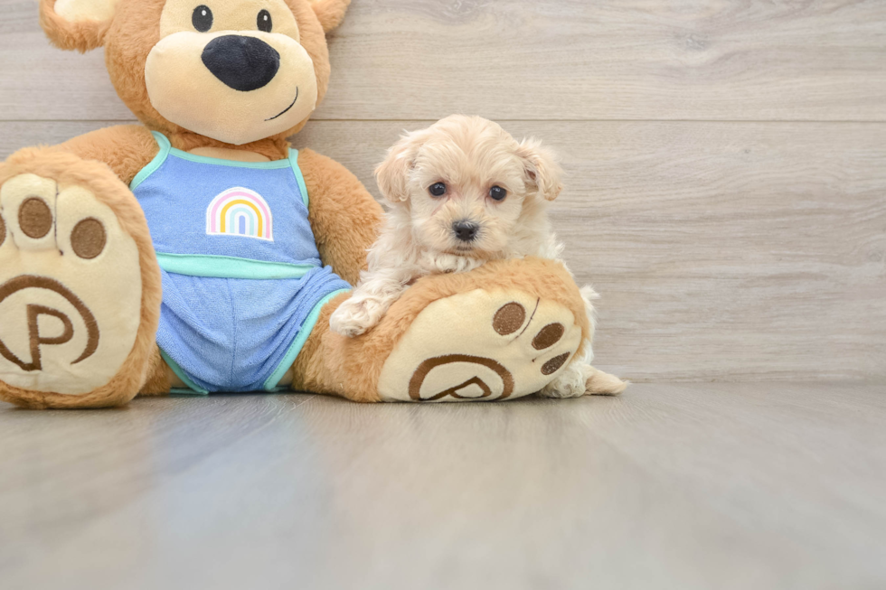 Petite Maltipoo Poodle Mix Pup