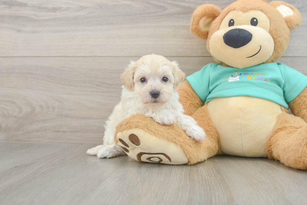 Maltipoo Puppy for Adoption