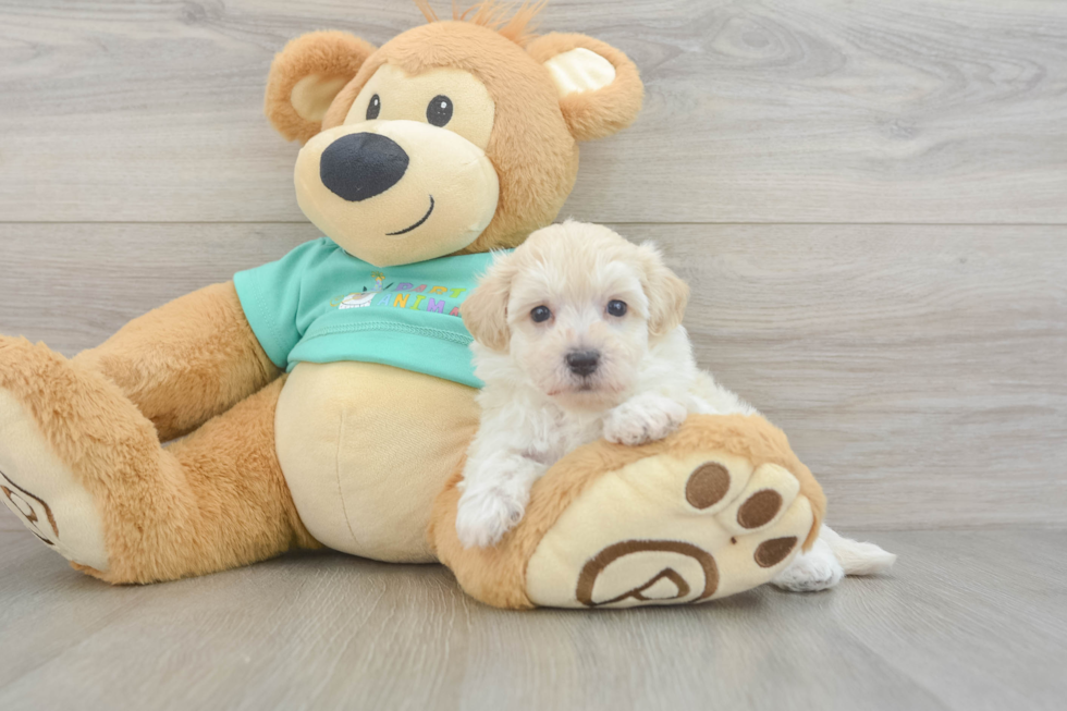Maltipoo Puppy for Adoption