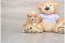 Little Moodle Poodle Mix Puppy