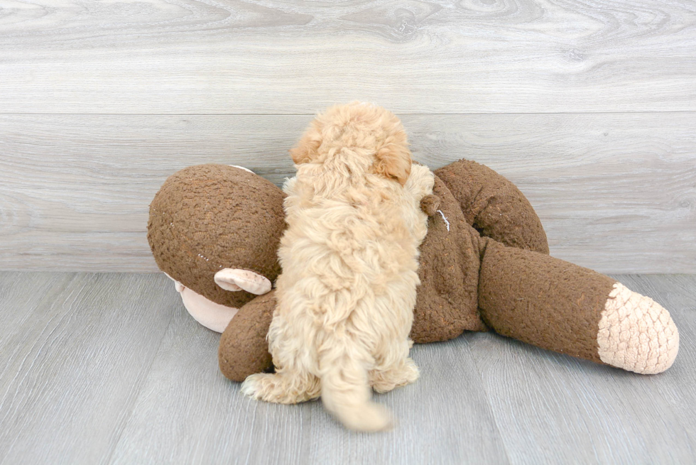 Hypoallergenic Maltepoo Poodle Mix Puppy