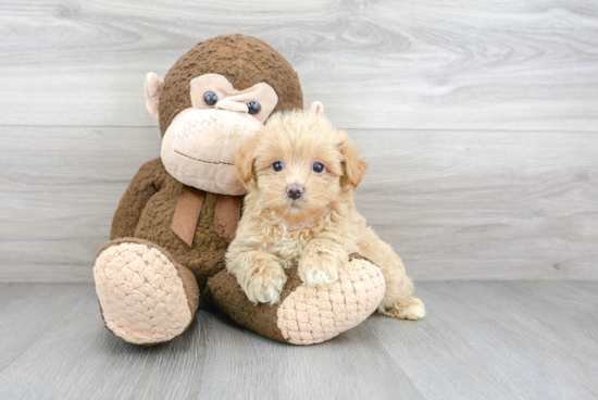 Best Maltipoo Baby