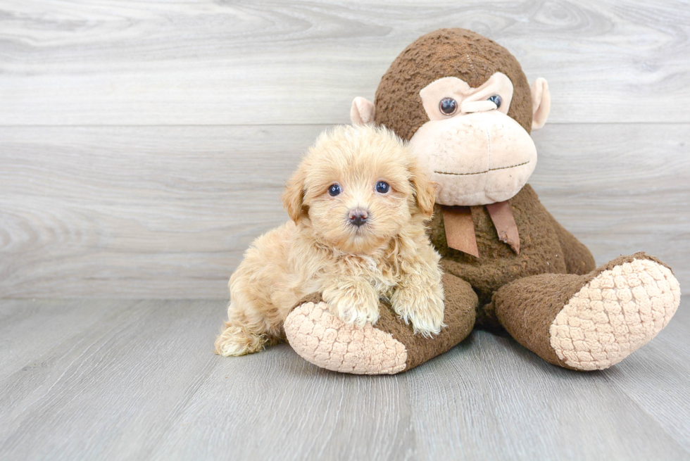 Maltipoo Puppy for Adoption