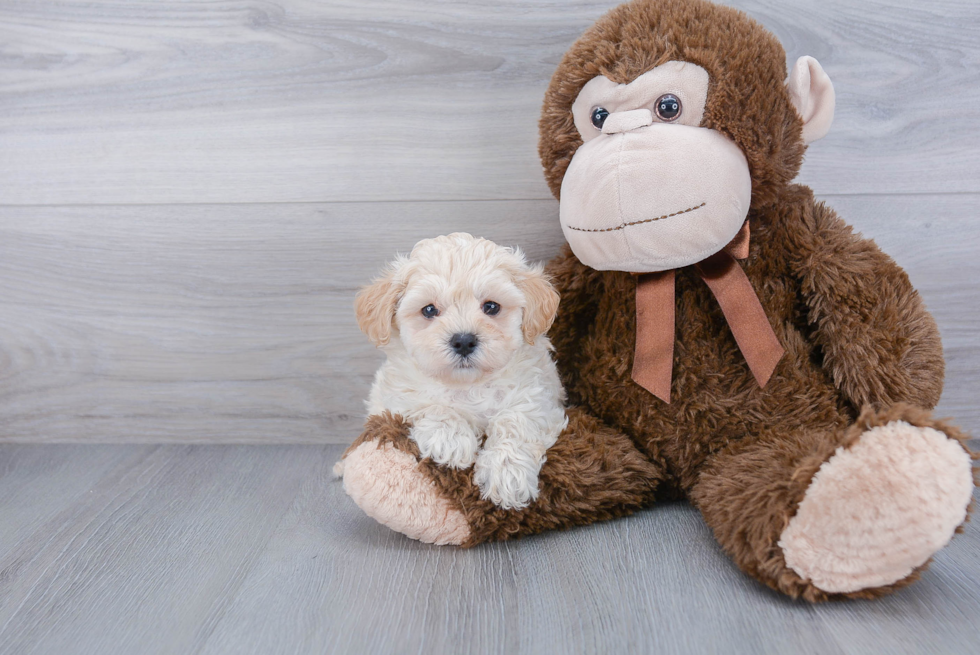 Energetic Maltese Poodle Poodle Mix Puppy