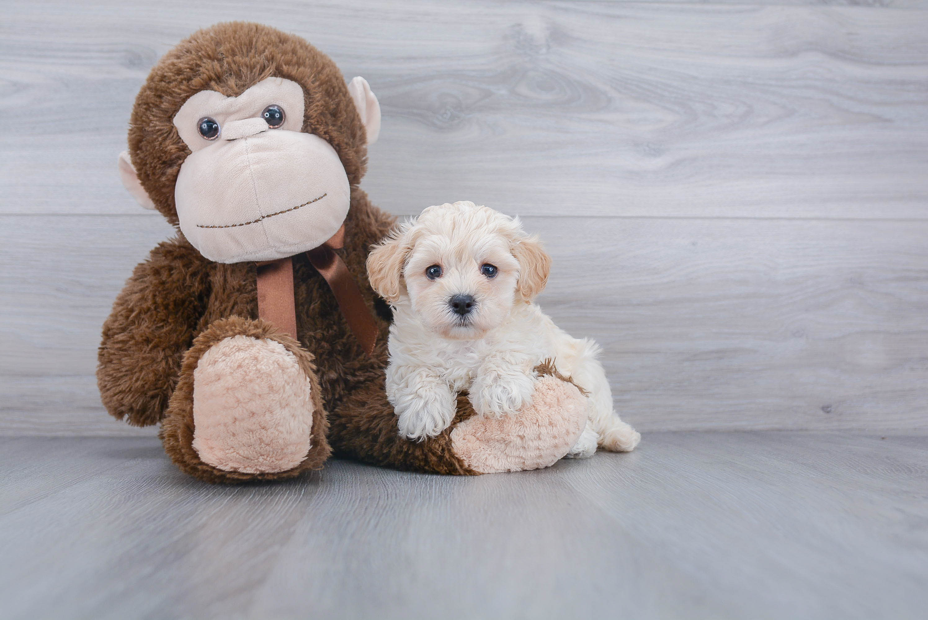 Maltipoo Pup Being Cute