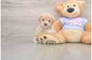 Energetic Multipoo Poodle Mix Puppy