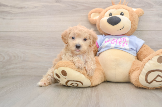 CHEERIO, a Maltipoo littermate