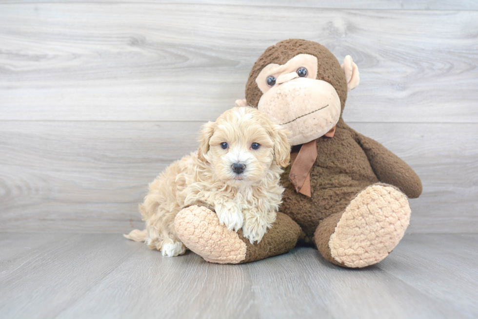 Maltipoo Puppy for Adoption