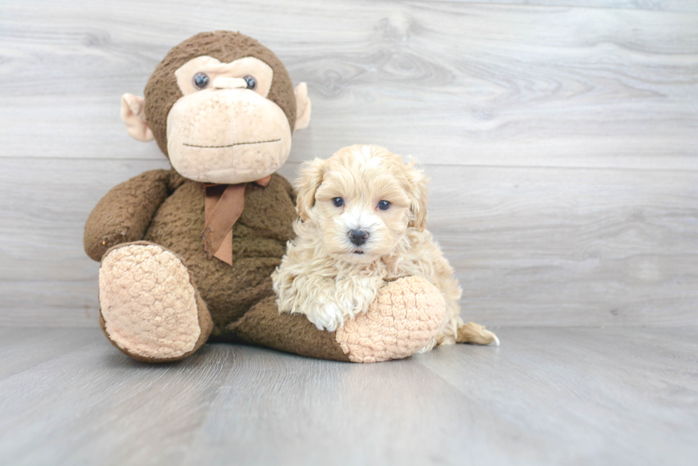 Maltipoo Pup Being Cute