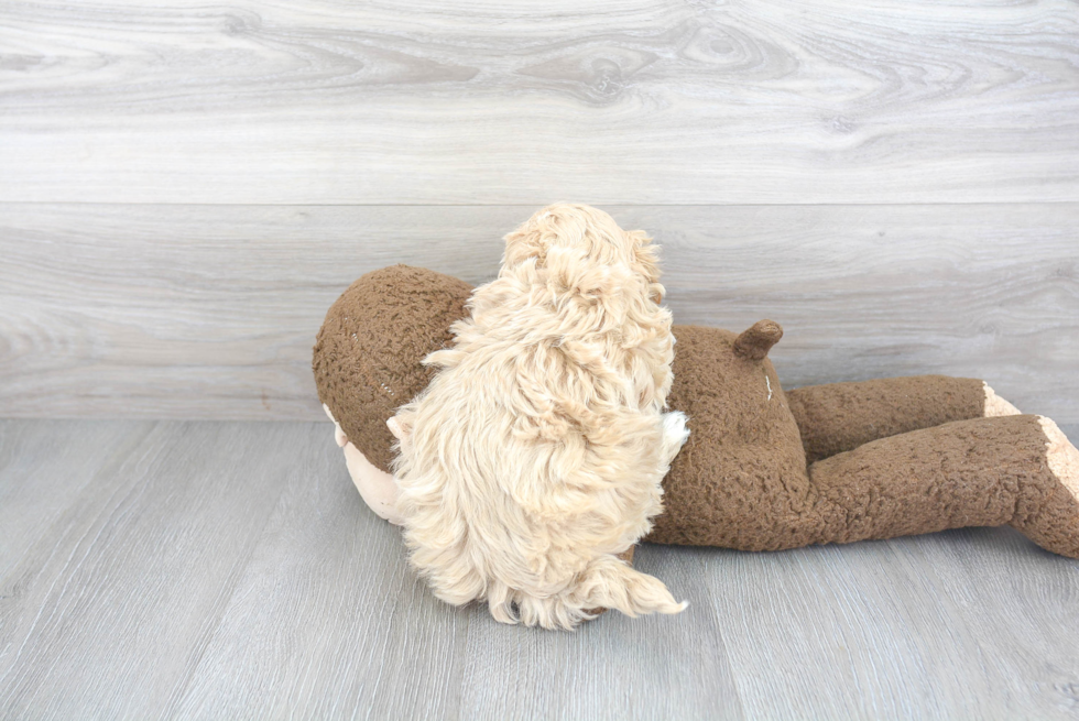 Funny Maltipoo Poodle Mix Pup