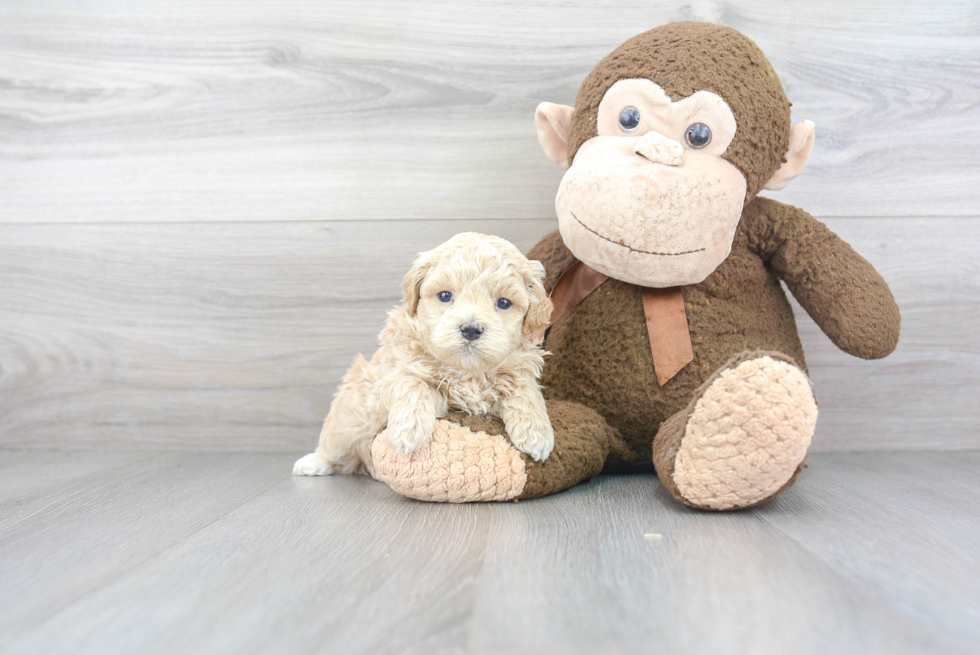 Hypoallergenic Maltese Poodle Poodle Mix Puppy