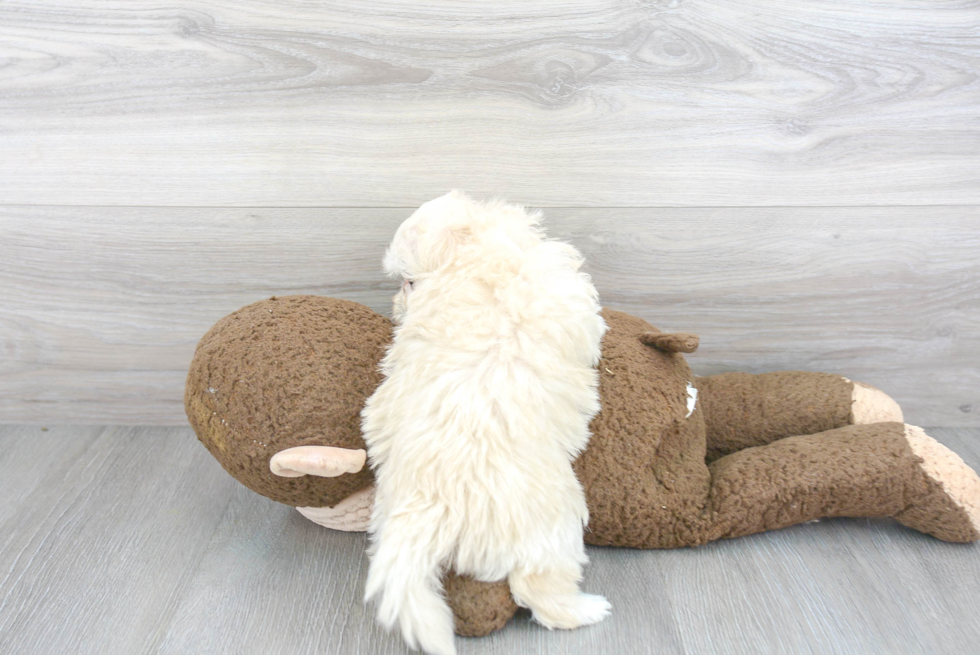 Little Maltepoo Poodle Mix Puppy