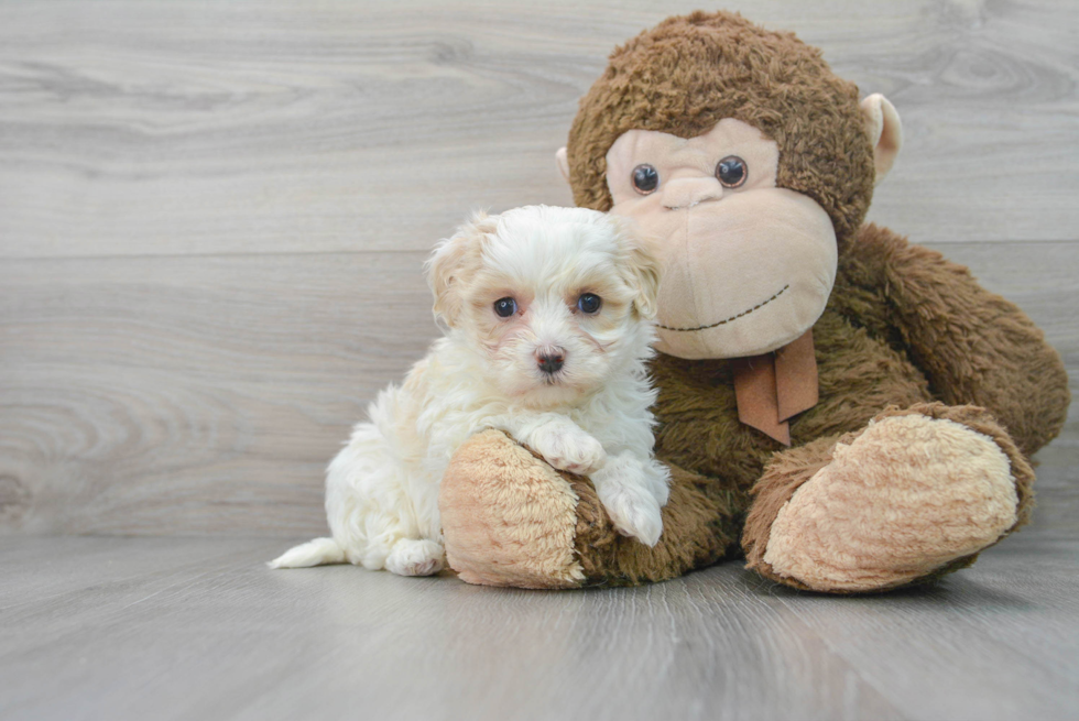 Energetic Maltepoo Poodle Mix Puppy