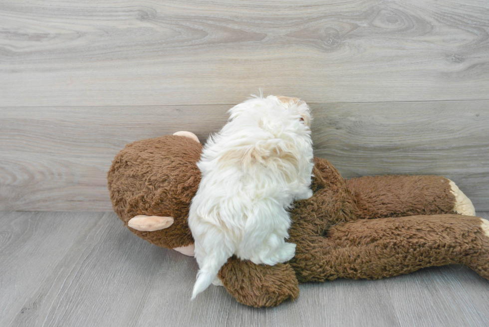 Petite Maltipoo Poodle Mix Pup