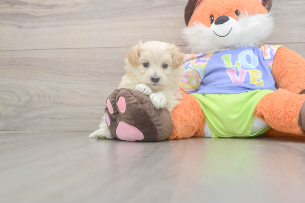 Maltipoo Puppy for Adoption