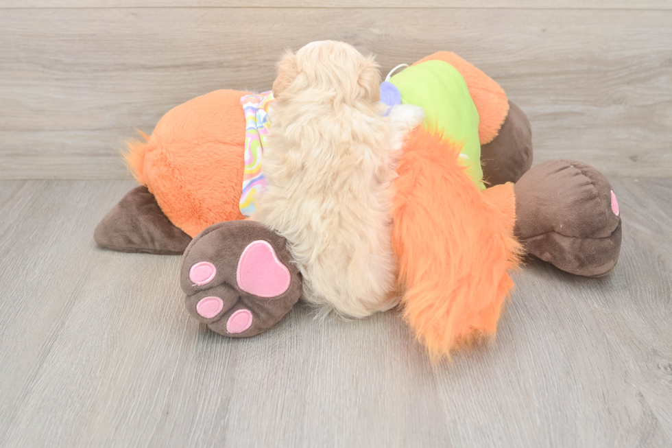 Maltipoo Pup Being Cute