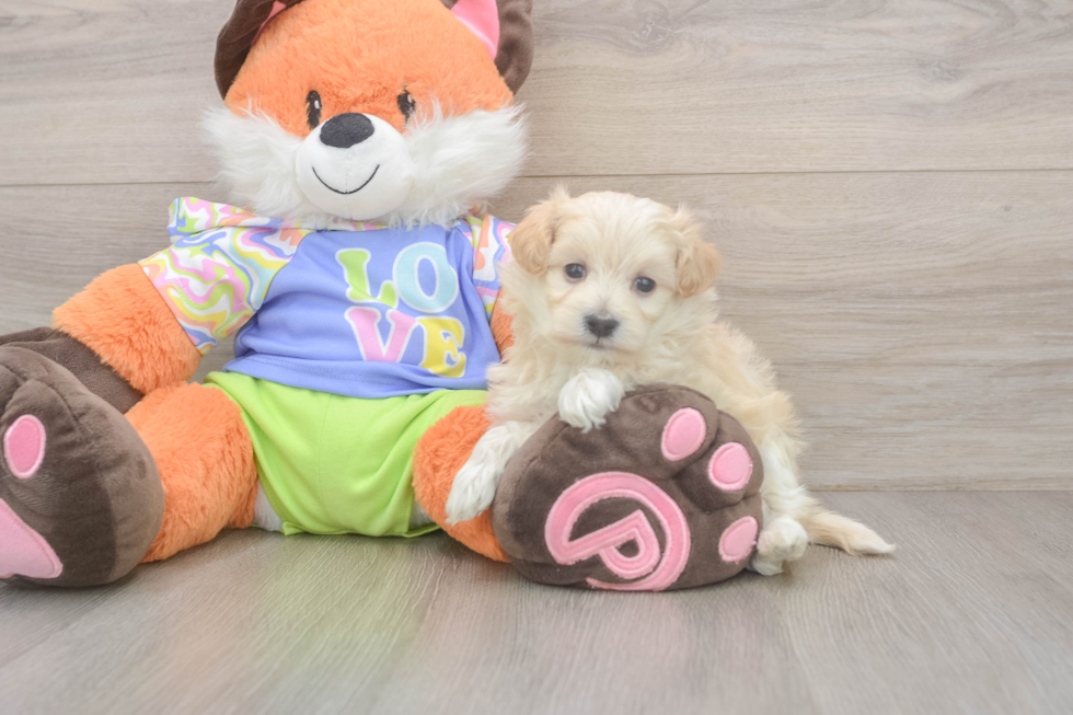 Hypoallergenic Malt Oodle Poodle Mix Puppy