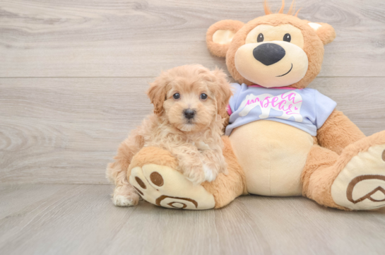 Little Multipoo Poodle Mix Puppy