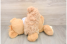 Best Maltipoo Baby