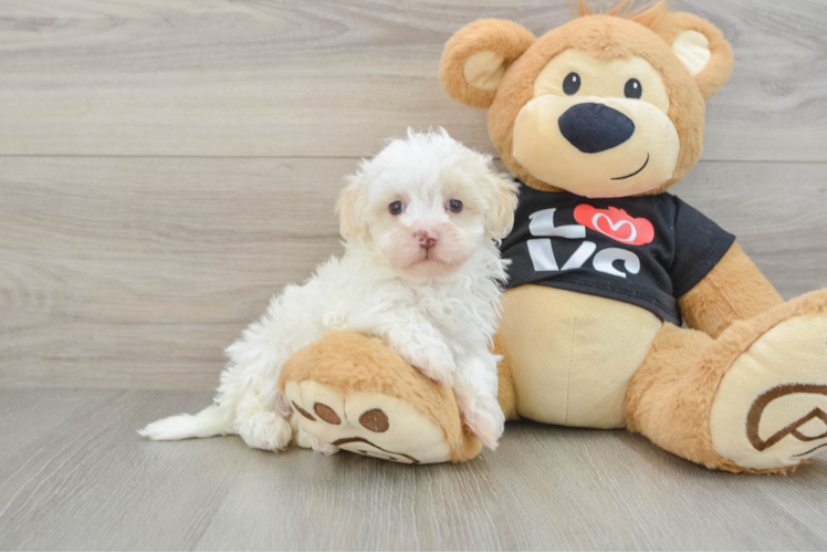 Maltipoo Pup Being Cute