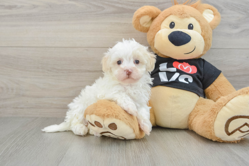 Maltipoo Pup Being Cute